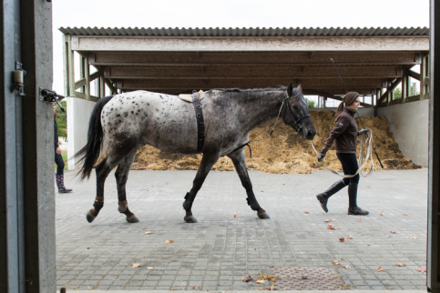 Cheval Bouaye