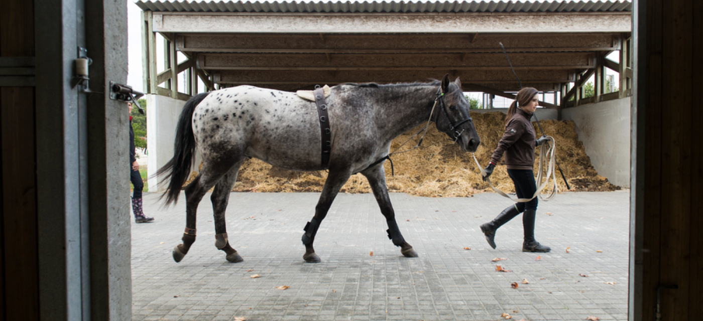 Cheval Bouaye