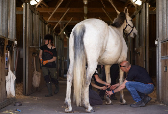Un enseignant pose des protections sur les membres antérieurs d'un cheval