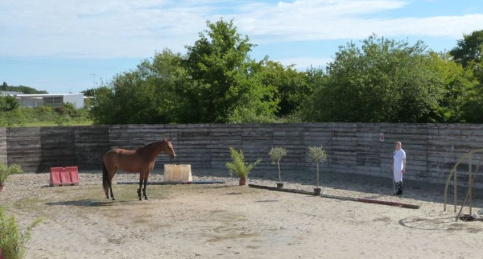Une élève et un cheval dans un rond d'Havrincourt