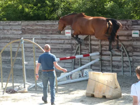 Saut d'obstacles en liberté