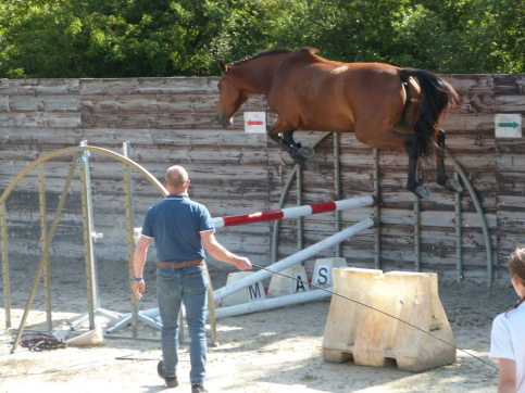 Saut d'obstacles en liberté