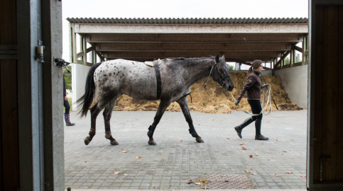 Cheval Bouaye